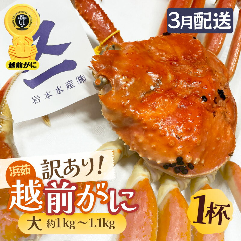 【ふるさと納税】【訳あり】≪浜茹で≫越前がに 大サイズ（生で約1kg～1.1kg） × 1杯 越前蟹の印 タグ付きでお届け【足折れ 雄 ズワイガニ 越前ガニ 姿 ボイル 冷蔵 かに カニ 蟹 福井県】【3月発送分】希望日指定可 備考欄に希望日をご記入ください [e72-x004_03]