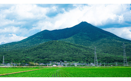 半熟せんべい 5袋詰合せ クアトロセット 半熟カレーせん 半生しょうゆせん 半熟もんじゃ煎餅 半熟キャラメルせんべい カレー味 かつおだし甘辛ソース 新食感 ぬれせんべい 煎餅屋仙七[AO008sa]