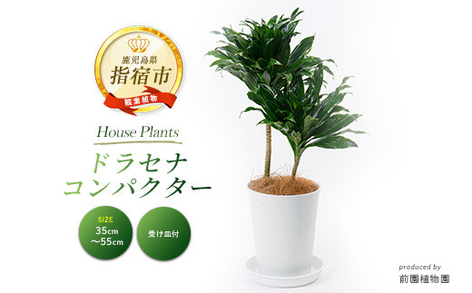 
1月上旬～発送【観葉植物】ドラセナ コンパクター35cm～55cm(前園植物園/014-1437) 南国鹿児島県で育った 観葉植物！植物 鉢付 インテリア 室内 オフィス おしゃれ プレゼント ギフト 開店祝い 移転祝い マイナスイオン【配送不可地域：北海道・沖縄県・離島】
