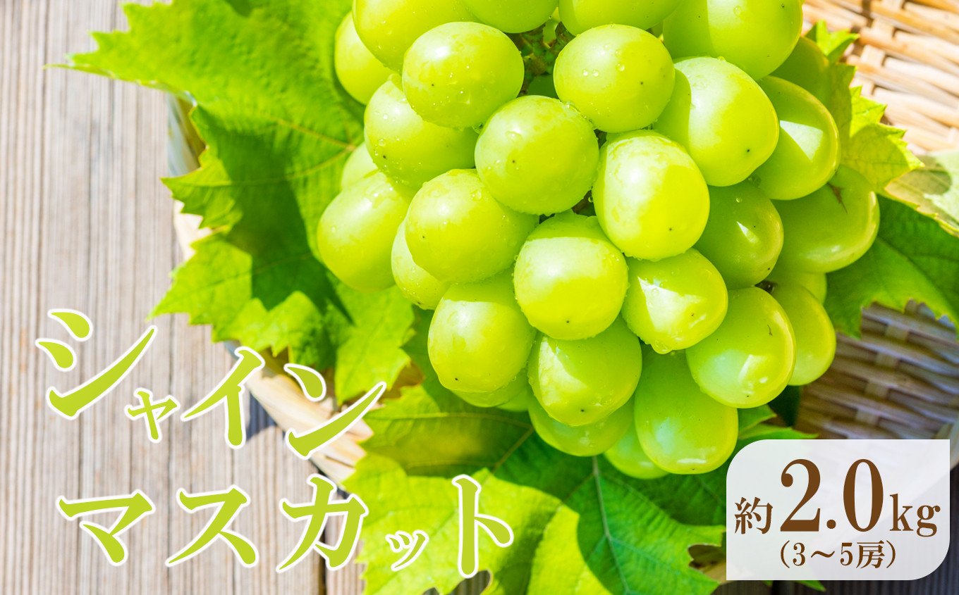 
                  熊本県産 シャインマスカット 約2kg 『 かめまる食堂 』 種無し ぶどう | フルーツ 果物 くだもの ブドウ 葡萄 種なし シャイン マスカット 熊本県 玉名市
                
