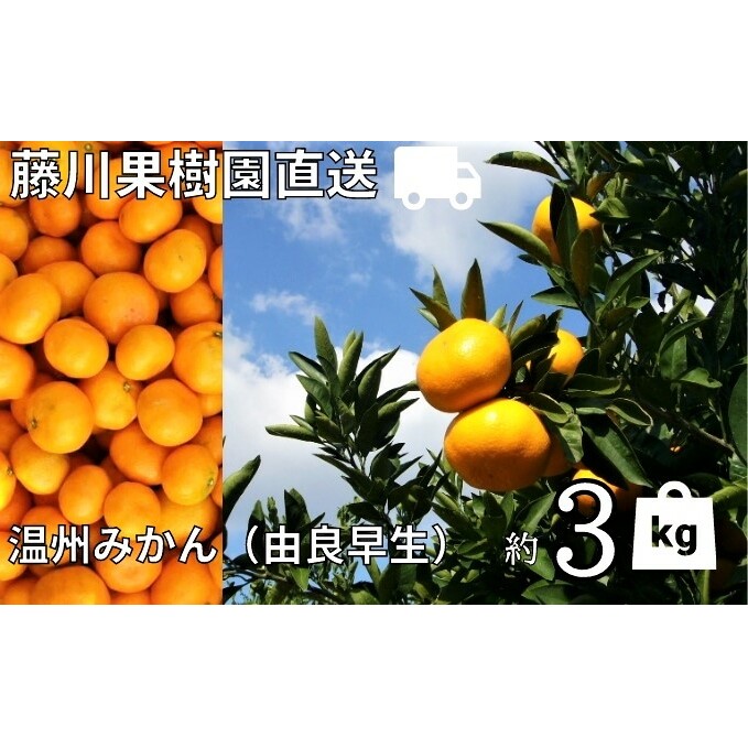 みかん 由良早生 高糖度 約3kg 香川県産 温州みかん 早生みかん フリーサイズ 2S～L 等級フリー フジカワ果樹園 藤川果樹園 果実 柑橘 先行予約 フルーツ 果物 くだもの 蜜柑 ミカン ギフト 贈り物 お取り寄せ 香川県 観音寺市