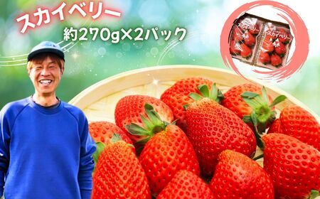 【2027年先行予約】スカイベリー　約540g (CN)