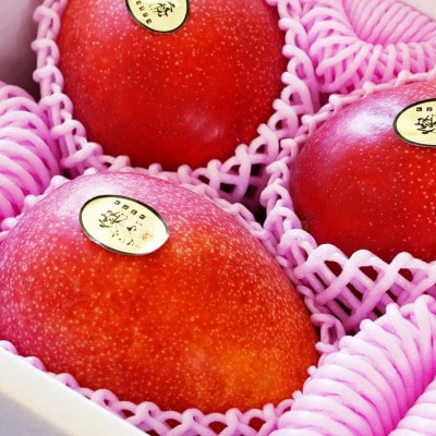 【2025年発送・優品】燦々マンゴー1.5kg(3～6玉)【配送不可地域：離島】