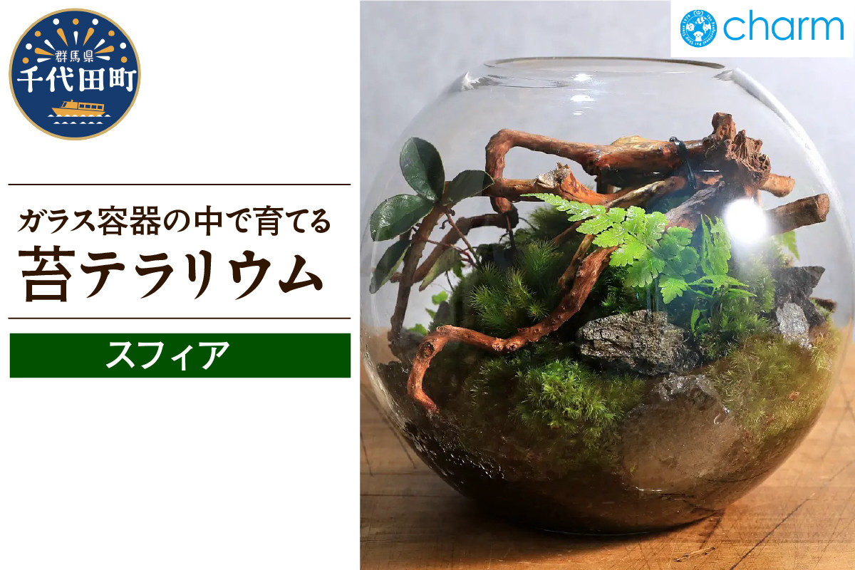 
            苔テラリウム スフィア 北海道冬季発送不可  群馬県 千代田町 苔 インテリア ナチュラル 自然 プレゼント ギフト 贈答用 送料無料 趣味 風水 緑 人気 オススメ 初心者 玄関 自家栽培 株式会社チャーム
          