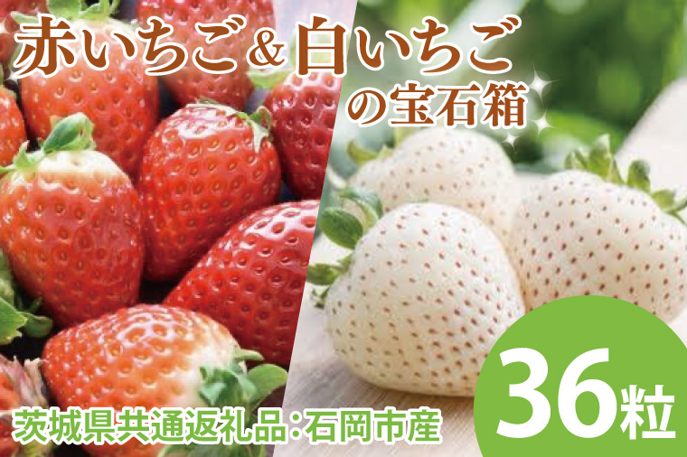 【先行予約】赤いちごと白いちごの宝石箱 36粒（茨城県共通返礼品：石岡市産）　※2024年12月初旬～2025年3月下旬頃に順次発送予定(CD006)