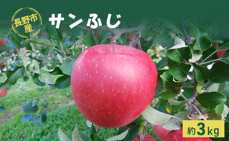 
                  長野市産「サンふじ」約3kg（8～10玉）
                