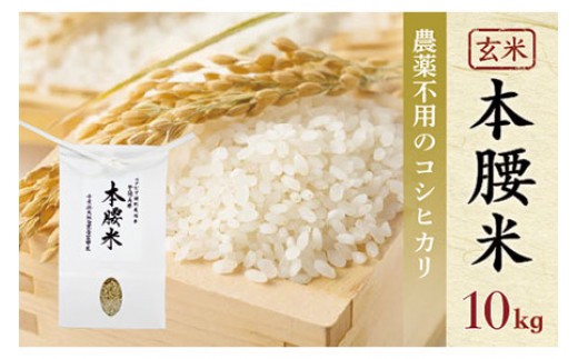 
                  令和7年産 本腰米10kg 玄米 千葉県産コシヒカリ 【 ふるさと納税 農薬不使用 お米 10kg 千葉県産 大網白里市 コシヒカリ 農薬不使用 米 玄米 こめ 送料無料 】F006
                