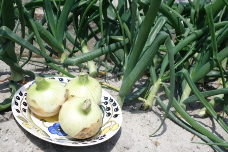 【新玉予約・サイズ色々】淡路島フルーツ玉ねぎ５kg