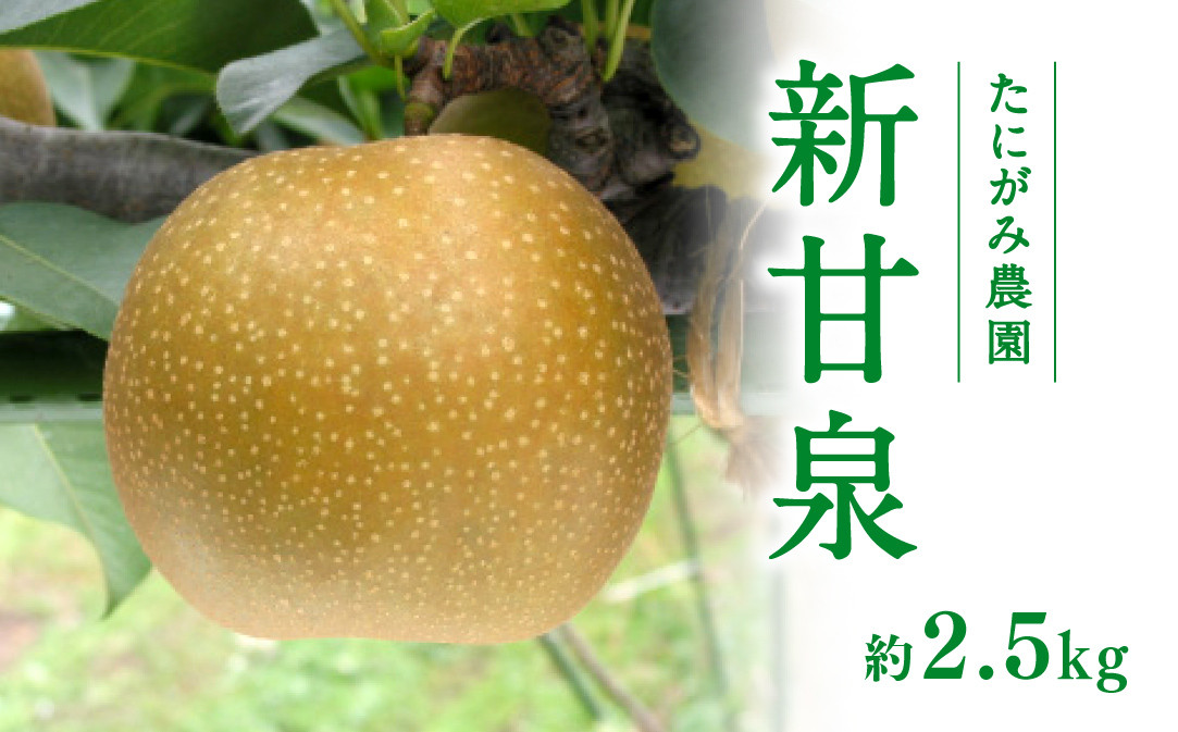 
            【先行予約】たにがみ農園 新甘泉梨 2.5kg(5～9玉) 梨 なし フルーツ 果物 くだもの 鳥取県 佐治 梨 なし ナシ
          