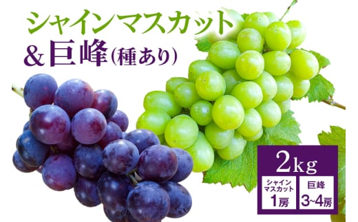 【 2025年 先行予約 】 シャインマスカット ＆ 巨峰 （種あり）セット 合計 2kg 開田ぶどう園 ぶどう ブドウ 国産 果物 くだもの 葡萄 フルーツ セット ギフト 2キロ 9月 発送 夏 
