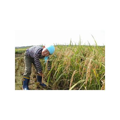 ふるさと納税 宝達志水町 【6回 定期便 】米 コシヒカリ 「弘宝米」 精米 10kg 総計 60kg [38601285] |  | 02