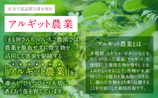 アルギット農業「あまおう苺」(2パック)