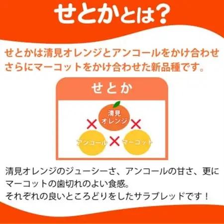 とろける食感!ジューシー柑橘　せとか　約2.5kg【1596874】