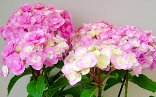 
                  福岡県育種開発のあじさい【筑紫ルビー】鉢植え　5.5号鉢【あじさい 花 鉢植え ガーデニング 福岡 筑前町 おすすめ ふるさと納税 送料無料 AE053】
                