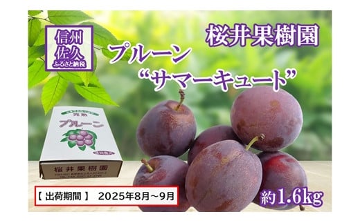 長野県産プルーン『サマーキュート』 家庭用 約1.6kg（400g×4）〈2025年8・9月出荷／北海島・沖縄・離島は配送不可〉信州 果物 旬彩 先行予約 期間限定 国産 【 フルーツ 長野県 佐久市 桜井果樹園 】