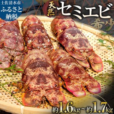 ふるさと納税 土佐清水市 【11月発送】天然セミエビ 約1.6kg~1.7kg(サイズおまかせ)※着日指定不可【R01677】