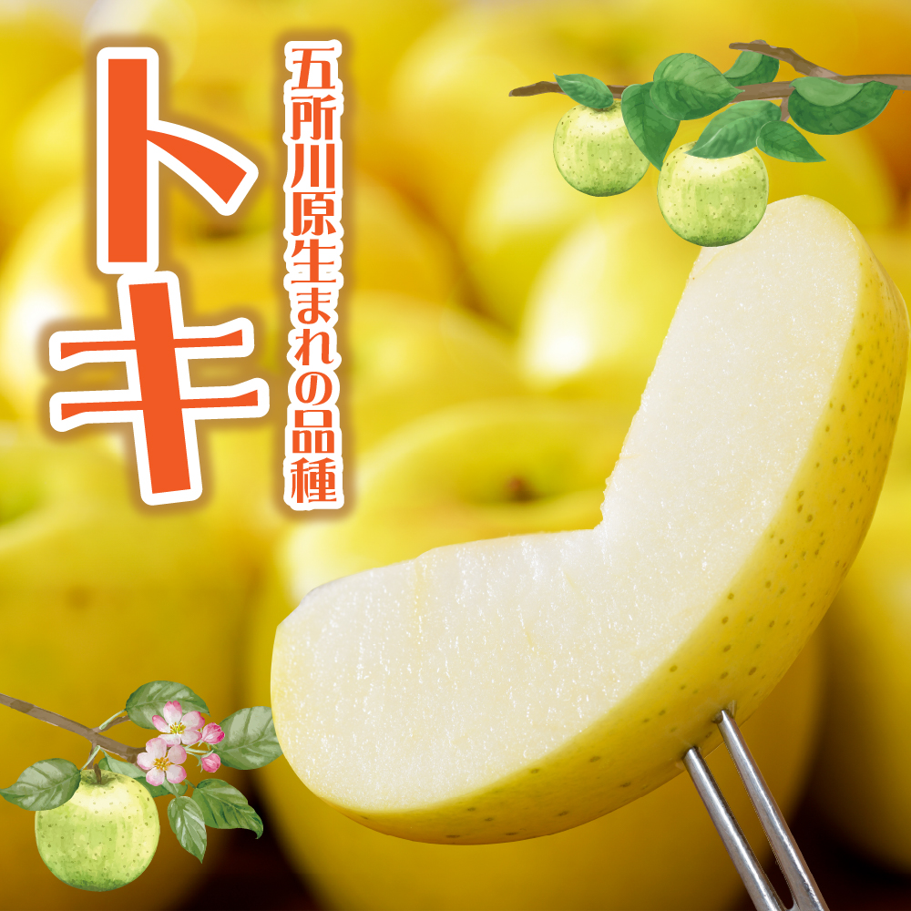 【2026年10月発送】【訳あり】 りんご 約5kg トキ〈樹上完熟〉 青森産