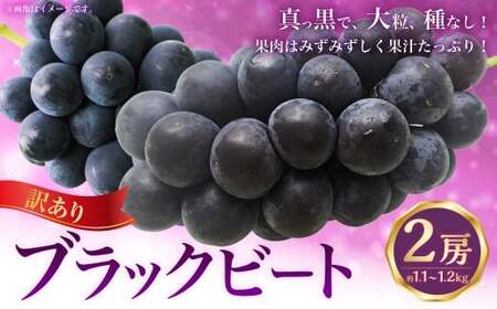 （訳あり） ブラックビート 2房 約1.1～1.2kg ぶどう ブドウ 葡萄 果物 くだもの フルーツ 常温 【2026年8月上旬～9月下旬迄発送予定】