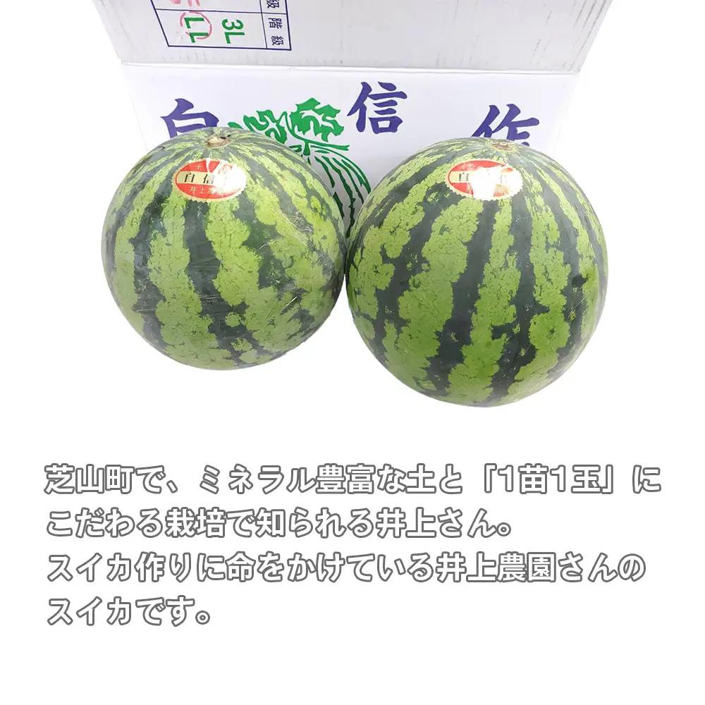 No.012 井上さんの西瓜「自信作（赤肉スイカ）」2Lサイズ以上2玉 ／ スイカ すいか 西瓜 2L 完熟 糖度 高糖度 甘い シャリ感 果物 フルーツ 旬 産地直送 お取り寄せ 贈答 ギフト 暑中