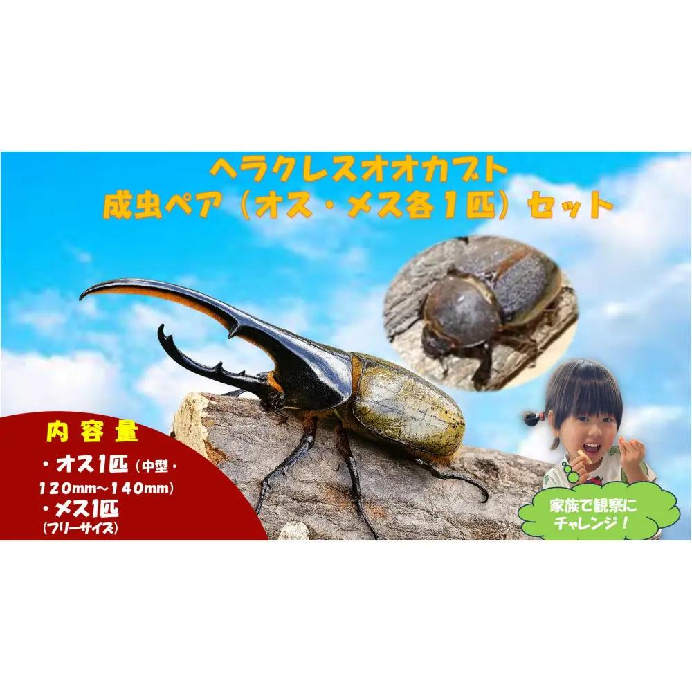 【虹色Farm】ヘラクレスオオカブト 成虫ペア(オス・メス各1匹)｜京都 ヘラクレス 人気