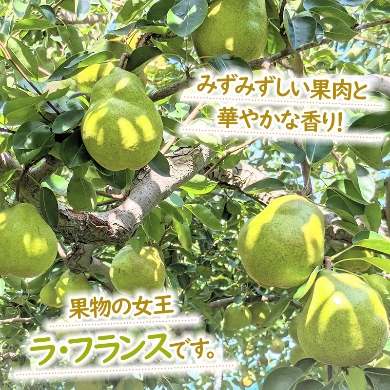 【令和7年産先行予約】洋梨　ラ・フランス　約3kg（10～12玉） やまも果樹園