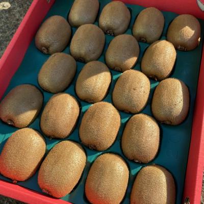 ふるさと納税 紀の川市 【和田果樹園】5Lサイズの大玉　秀品　紀の川市産キウイフルーツ　ヘイワード |  | 02