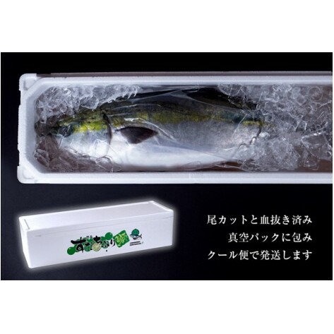 【期間限定・申込は12月14日まで】すだち鰤 一本 約5.0kg 徳島県産 ぶり ブリ ブランド鰤 鳴門 刺身 魚 真空パック すだちブリ ぶり 魚 鰤 ブリ