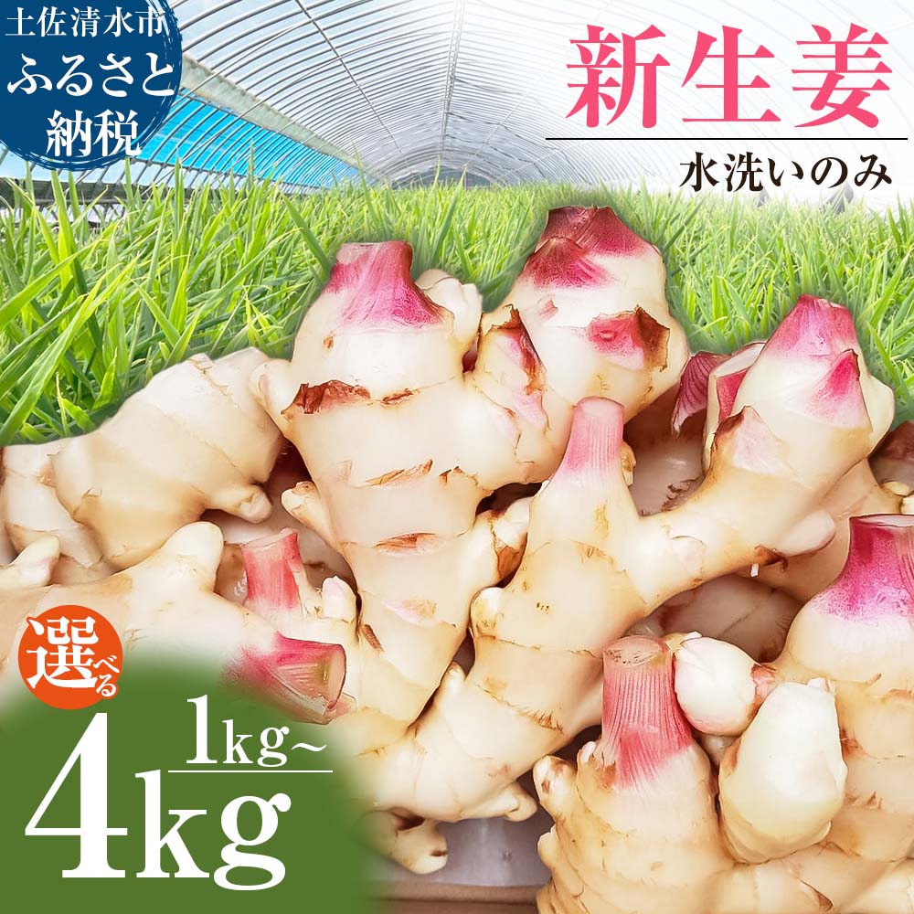 【ふるさと納税】新生姜 選べる内容量 1～4kg 水洗いのみ 生姜 生姜湯 ジンジャー しょうが ショウガ 1～4キロ 野菜 旬 季節限定 佃煮 甘酢漬け ジンジャーエール サラダ 新鮮 温まる 温活 冷え対策 国産 故郷納税 高知県 土佐清水市 送料無料 高知 5000円から【R01551】