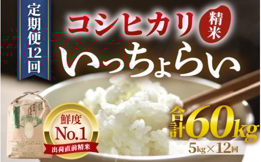【先行予約】【令和7年産・新米】【一等米】《定期便12回》いっちょらい 精米 5kg × 12回（計60kg）／ 福井県産 ブランド米 コシヒカリ ご飯 白米 新鮮 大賞 受賞 新米 福井県 あわら産 【2025年10月上旬より順次発送予定】 [aw012-l002]