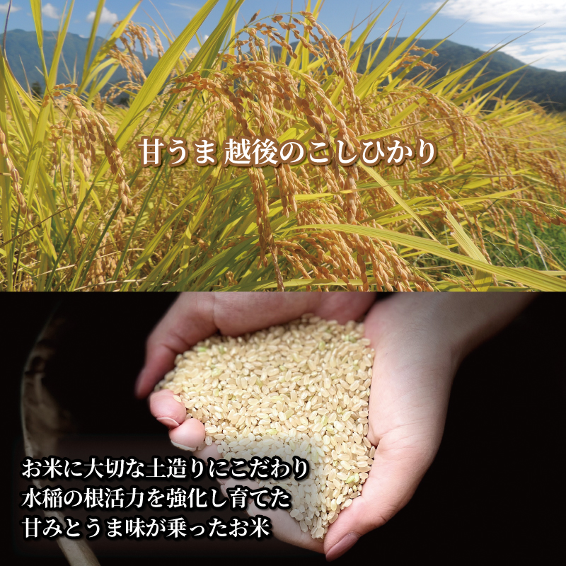 【令和6年産】 新米 コシヒカリ 定期便 7kg 6ヵ月 42kg 甘うま越後のこしひかり 越後 えちご 玄米 特別栽培米 新潟 コメ こめ お米 米 しんまい 新潟県 新潟米 新発田市 新発田産 斗