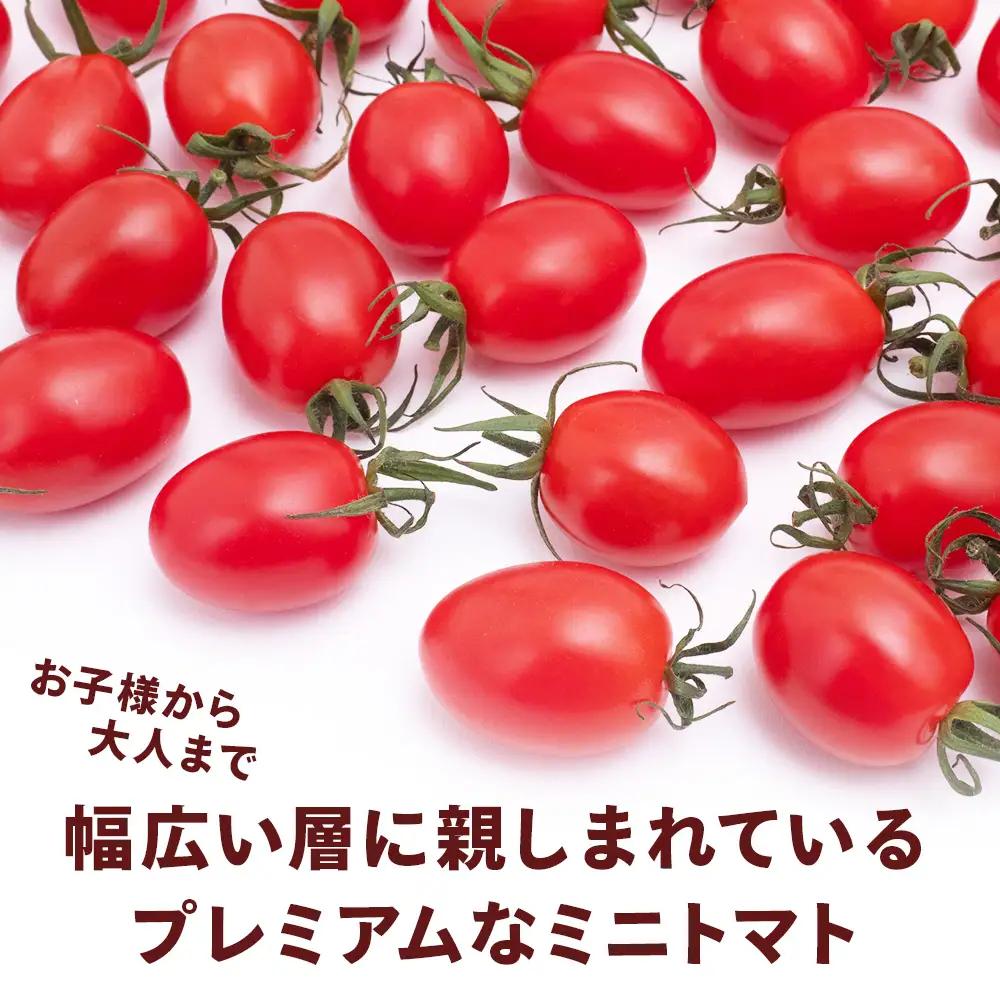 【2027年先行予約】朝採りPremium Sweet ＆フルーツミニ ミニトマト 1kg