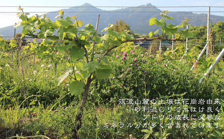 つくば市 筑波山麓産ぶどうジュース4本セット(白&黒 各2本) ビーズニーズヴィンヤー ズ【 ぶどうジュース 葡萄ジュース 茨城県ぶどうジュース つくば市ぶどうジュース おすすめぶどうジュース 】