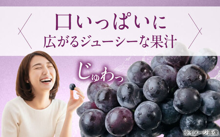 【先行予約】ニューピオーネ 約2kg1箱（4房～6房）＜2026年8月中旬から発送＞/ ニューピオーネ ぶどう ブドウ 葡萄 愛媛県 愛媛 内子町 フルーツ 果物 送料無料 美味しい おすすめ 人気 