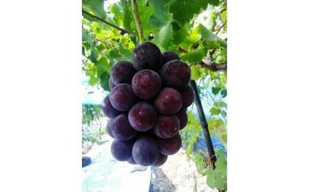  ブラックオリンピア （種なし） 1.5kg前後  ※2026年8月中旬頃より順次発送予定   | ぶどう フルーツ