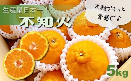 不知火 熊本玉名産 5kg 水本オレンジガーデン  |  果物 くだもの 柑橘 ミカン みかん オレンジ しらぬい 熊本県 玉名市