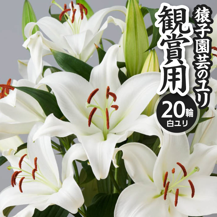 ユリ専門農家 猿子園芸 が贈る 雫石町産 白色 ユリ 20輪 以上 4本 ～ 5本 鑑賞用 ／ ゆり 百合 白 花 お花 花き 生花 フラワー フラワーアレンジメント プレゼント ギフト フラワーギフト 祝い花 お祝い 贈り物 HANA 花束 鑑賞 人気 おすすめ