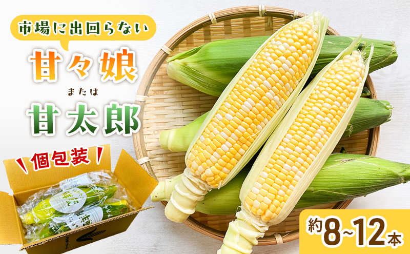【2027年6月中旬頃より順次発送】 とうもろこし 先行予約 甘々娘 または 甘太郎 約8～12本 家庭用 テルもろこし 個包装 レンジ調理 レンチン 野菜 夏 旬 冷蔵 冷蔵配送 静岡 浜松市 【配送不可：離島】