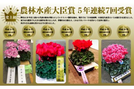 【先行予約】根本園芸シクラメン【6号】1鉢 鉢花 鉢植え 色おまかせ ガーデンシクラメン 花 ギフト 農林水産大臣賞受賞【10014】