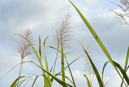 ウージ染め花穂ストール～ウール～