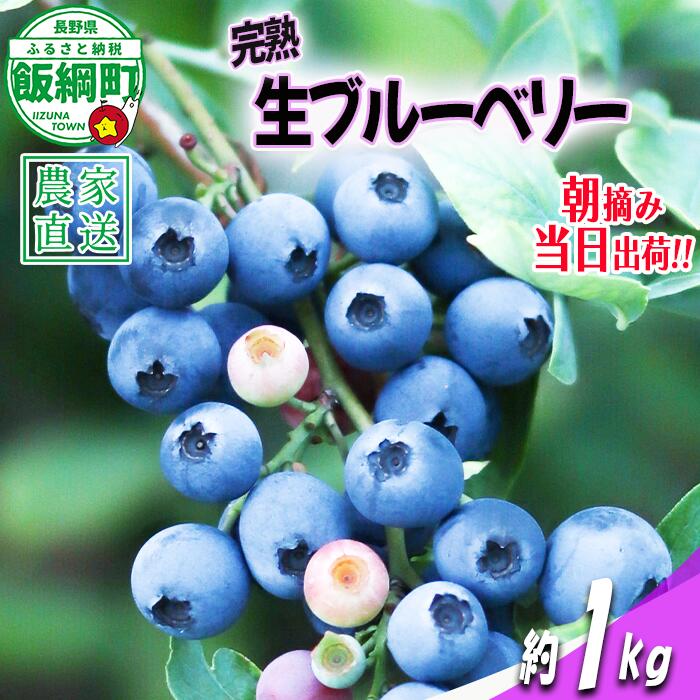 【ふるさと納税】 朝摘み 完熟 ブルーベリー 1kg 井澤農園 配送先は本州限定 令和8年度収穫分 長野県 飯綱町 〔 信州 果物 フルーツ ベリー 長野 14000円 予約 農家直送 〕発送時期：2026年7月上旬〜2026年9月上旬