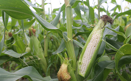 ≪2026年先行予約≫【お天道農園】山形県産 とうもろこし ホワイトコーン ピュアホワイト 2.7kg（7～9本） 2026年7月下旬から順次発送 F2Y-6973