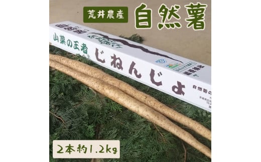 自然薯（2本 約1.2kg） | 1.2キロ ご飯のお供 野菜 とろろ 栽培 健康 栄養 山芋 山の芋 国産 産地直送 農家直送 贈答 贈り物 プレゼント 茨城県 古河市 荒井農産 直送 農家直送 産地直送_AC01