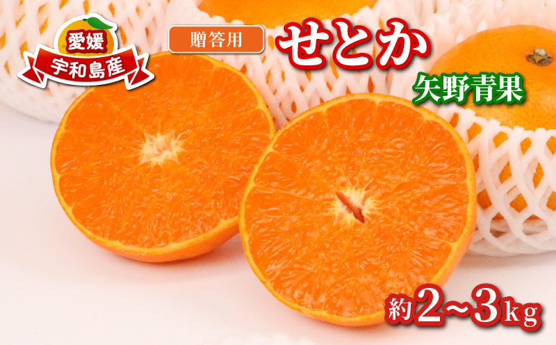 
                  せとか 2 ~ 3kg 贈答用 矢野青果 先行予約 柑橘の 大トロ 高級 希少 限定 品種 ブランド 高級柑橘 甘い 果物 くだもの フルーツ 柑橘 みかん 蜜柑 愛媛蜜柑 愛媛みかん mikan 贈答 ギフト プレゼント 産地直送 数量限定 国産 愛媛 愛媛県 宇和島 B012-171022
                