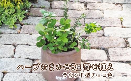 ハーブ 寄せ植え 5種 ラウンド型 チョコ色 25cm 植物 インテリア ガーデン ※配送不可:北海道、沖縄、離島