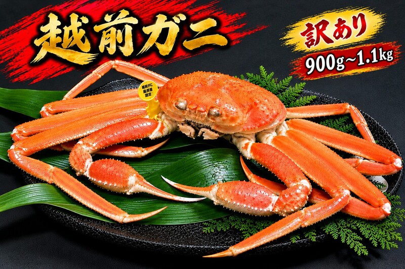 【2月出荷】かに 越前ガニ 訳あり 1本足折れ 900g～1.1kg ボイ