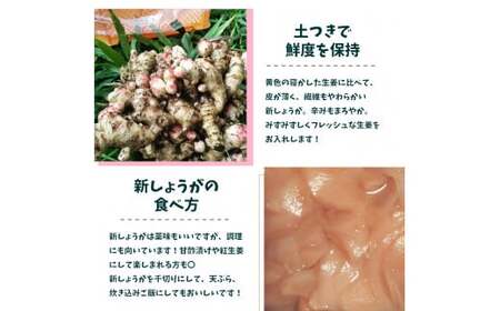 【ふるさと納税】＜新生姜1kg・佃煮1袋・シロップ1個＞農家の嫁の生姜佃煮1袋70g ジンジャーシロップ200ml クラフトジンジャー 掘りたて 土付き 新ショウガ 露地生姜 1kg ごはんのお供（C