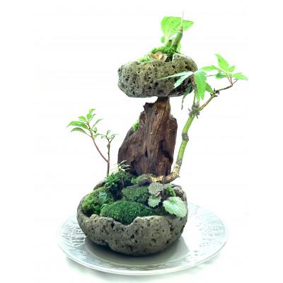 ふるさと納税 豊川市 苔盆景　苔盆栽　森の秘境 |  | 01