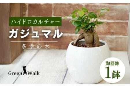 観葉植物 ガジュマル ピュアボウル ハイドロカルチャー 陶器 鉢植え 観葉植物 観葉植物 観葉植物 観葉植物 観葉植物 観葉植物 観葉植物 観葉植物 観葉植物 観葉植物 観葉植物 観葉植物 観葉植物 観葉植物 観葉植物 観葉植物 観葉植物 観葉植物 観葉植物 観葉植物 観葉植物 観葉植物 観葉植物 観葉植物 観葉植物 観葉植物 観葉植物 観葉植物 観葉植物 観葉植物 観葉植物 観葉植物 観葉植物 観葉植物 観葉植物 観葉植物 観葉植物 観葉植物 観葉植物 観葉植物 観葉植物 観葉植物 観葉植物 観葉植物 観