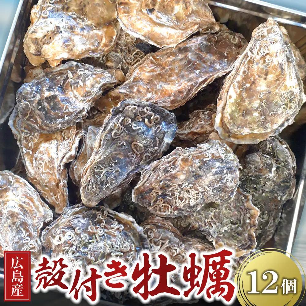 【2026年度先行予約】広島県産 草津かき(殻付き) 12個（12月~3月 収穫でき次第発送） |  殻付き牡蠣
