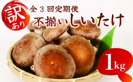 【全3回定期便】 訳あり 不揃い 生しいたけ 1kg しいたけ シイタケ 椎茸